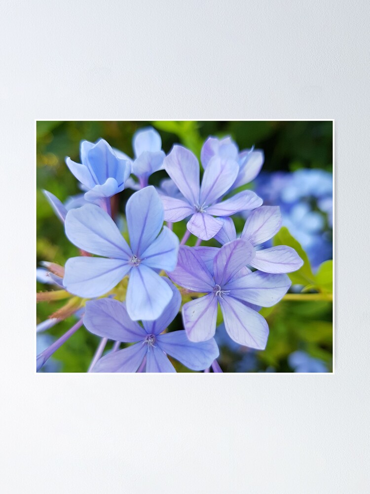 Blue Flower on a transparent background Sticker for Sale by ellenhenry