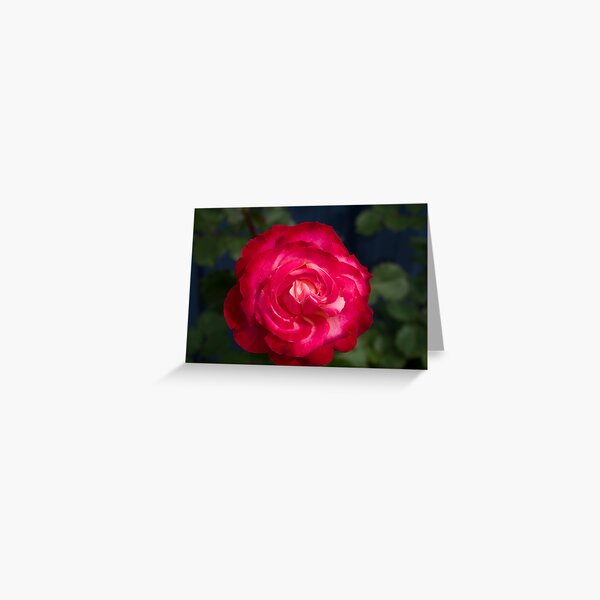 Red & White Delight Greeting Card