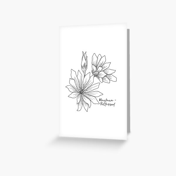 Bitterroot Flowers Greeting Cards Redbubble