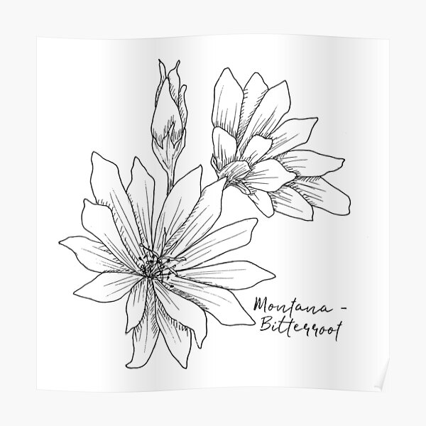 "Bitterroot Montana State Flower Illustration By Journey Home Made