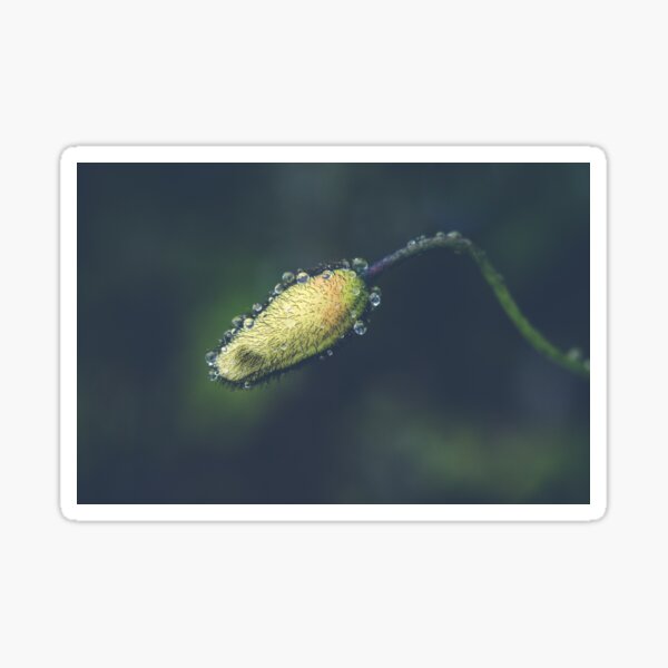 Rain Drops on Poppy Sticker