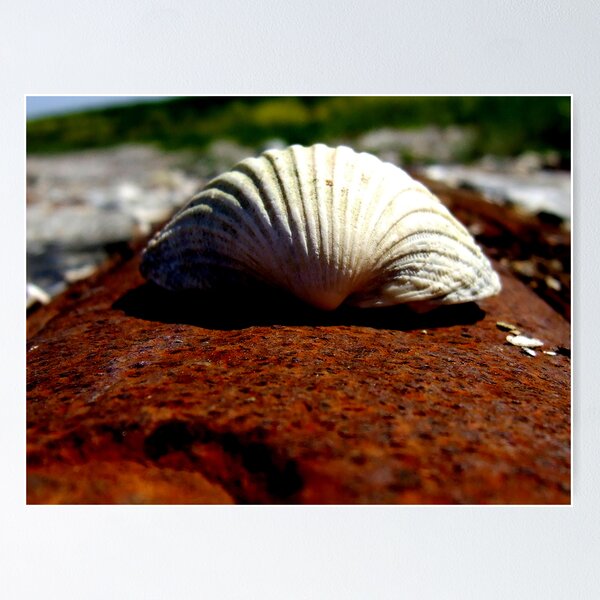 Item preview, Gormanston Shell designed and sold by Munich.