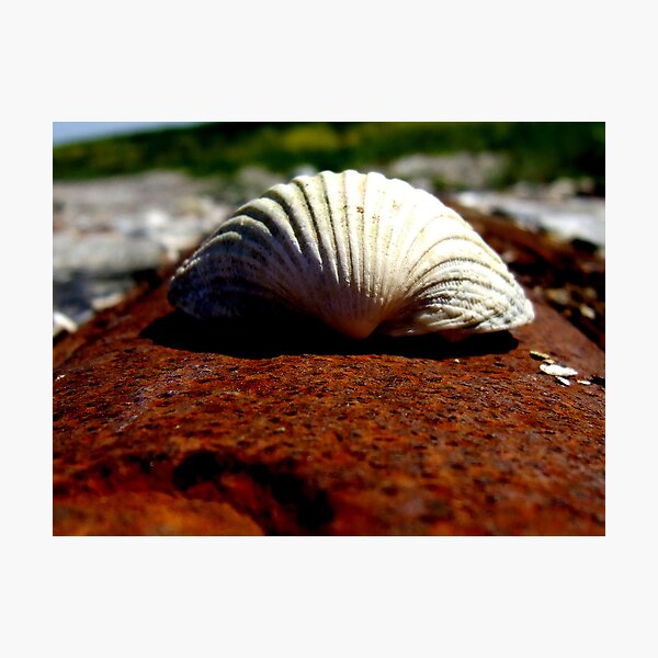 Item preview, Gormanston Shell designed and sold by Munich.