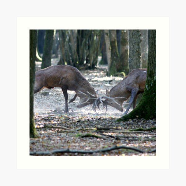 Red deers fighting Impression artistique