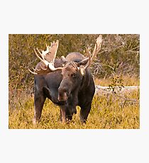 Bull Moose Photographic Print
