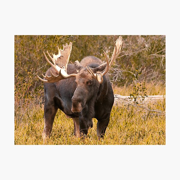 Item preview, Bull Moose designed and sold by Gary Lengyel.