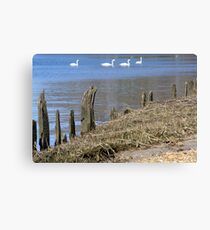 Swan River Canvas Print