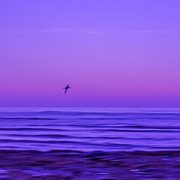 Artwork thumbnail, Flying Solo by Elysian Photography