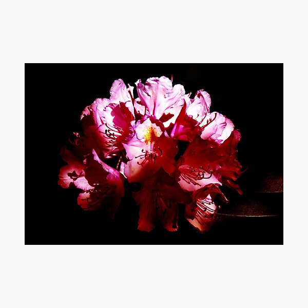 Rhododendron In The Shadows Photographic Print