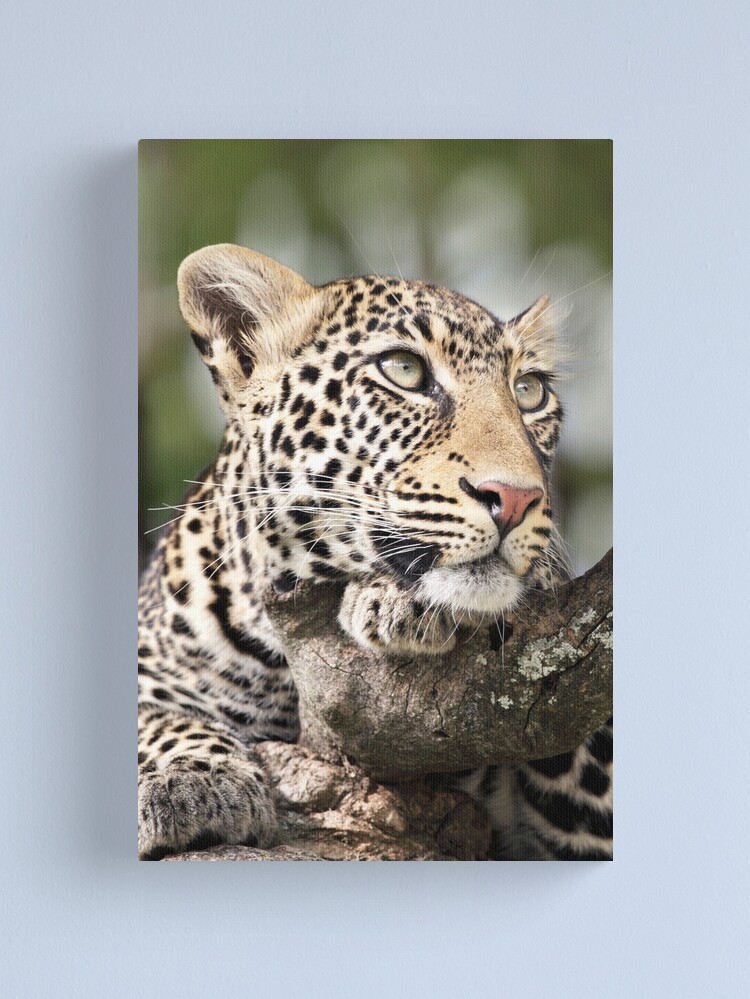 Thumbnail 1 of 3, Canvas Print, Leopard Portrait designed and sold by RichardG-W.