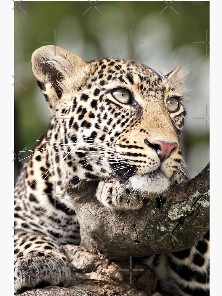 Thumbnail 3 of 3, Canvas Print, Leopard Portrait designed and sold by RichardG-W.