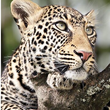 Artwork thumbnail, Leopard Portrait by Richard Garvey-Williams