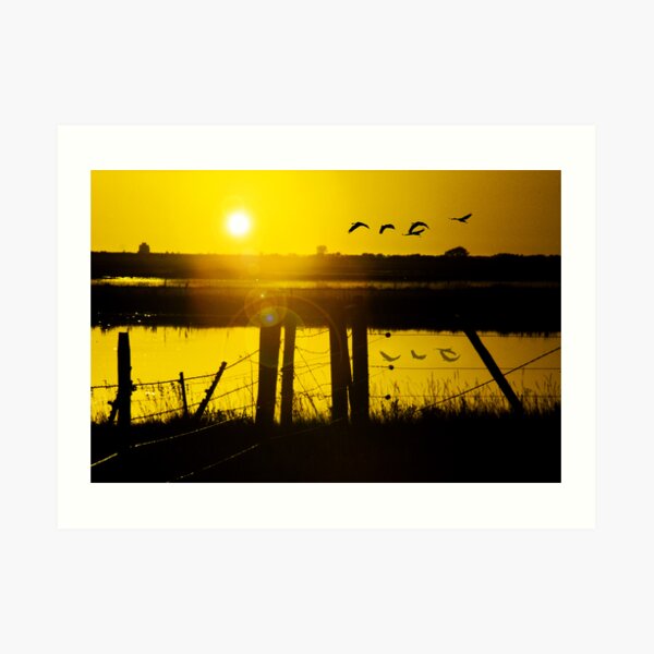 Sand Hill Cranes at Sunset Art Print