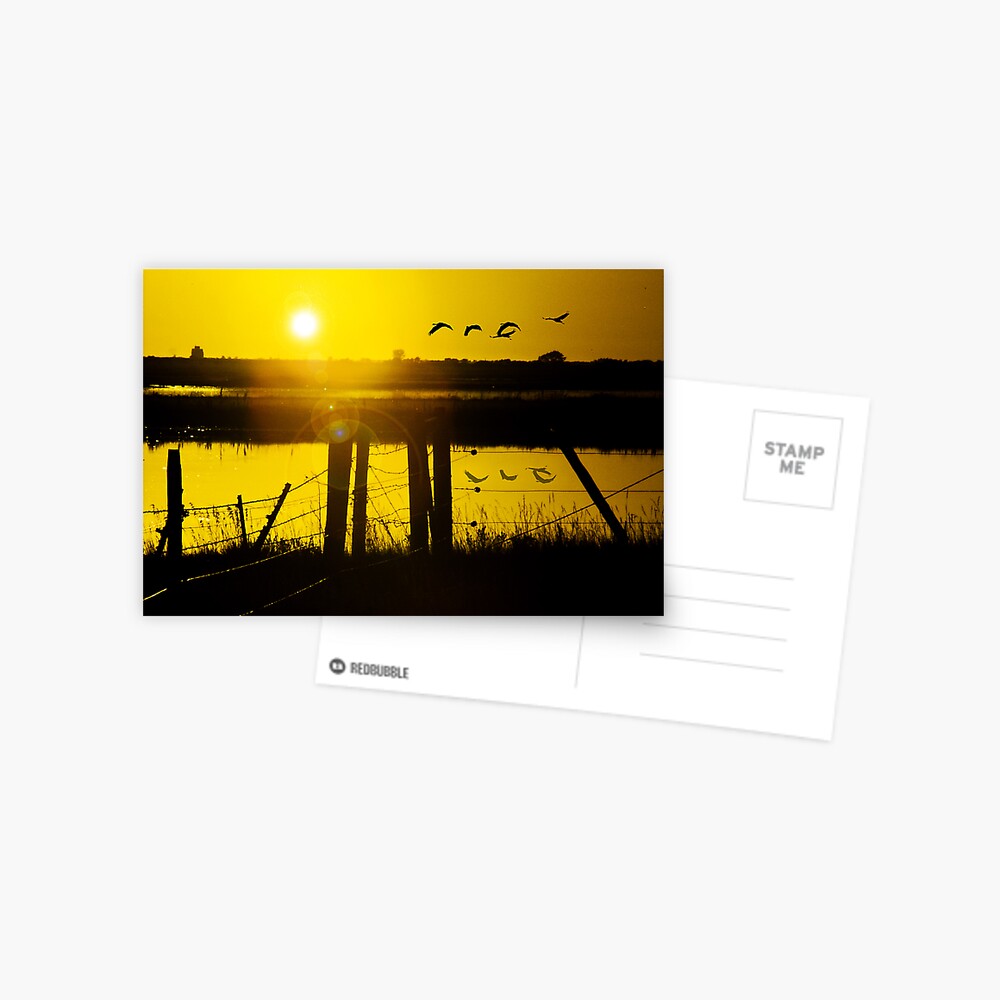 Sand Hill Cranes at Sunset Postcard