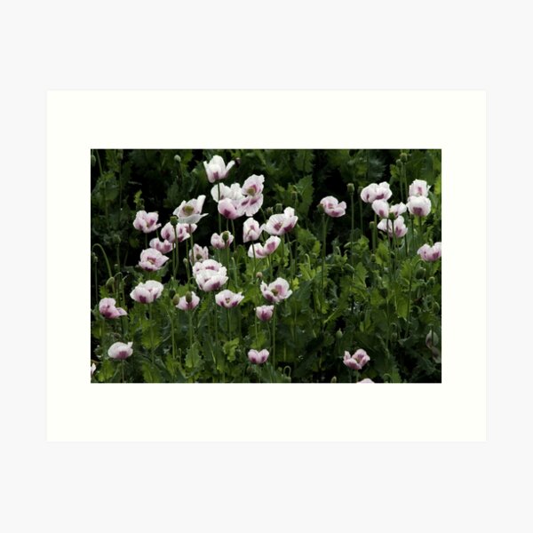 Field of Flowers Art Print