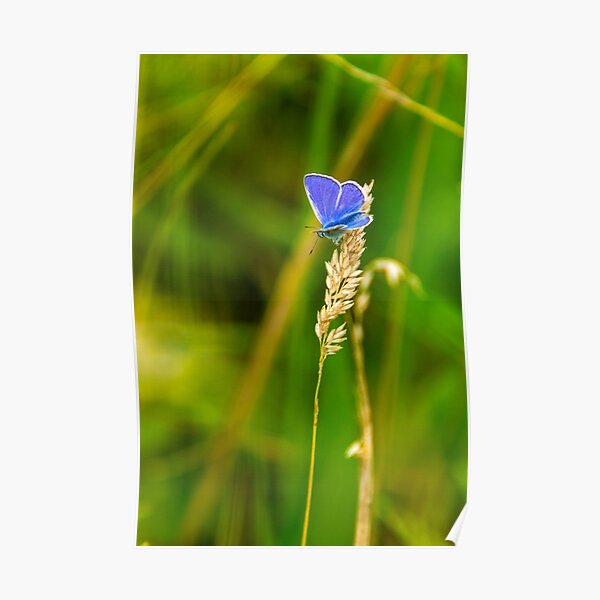 Blue butterfly on grasshead Poster