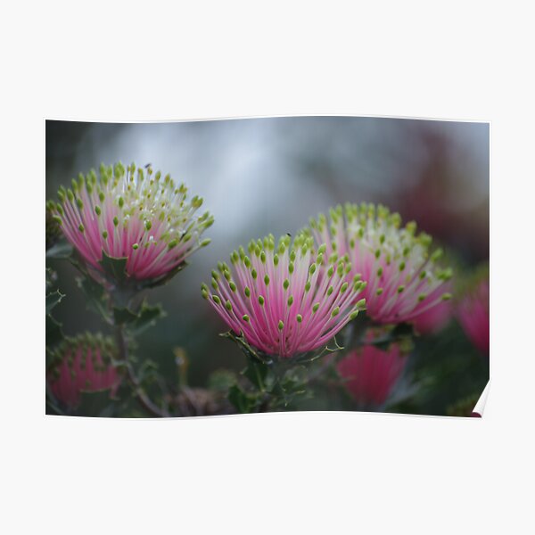 Matchstick Banksia Poster