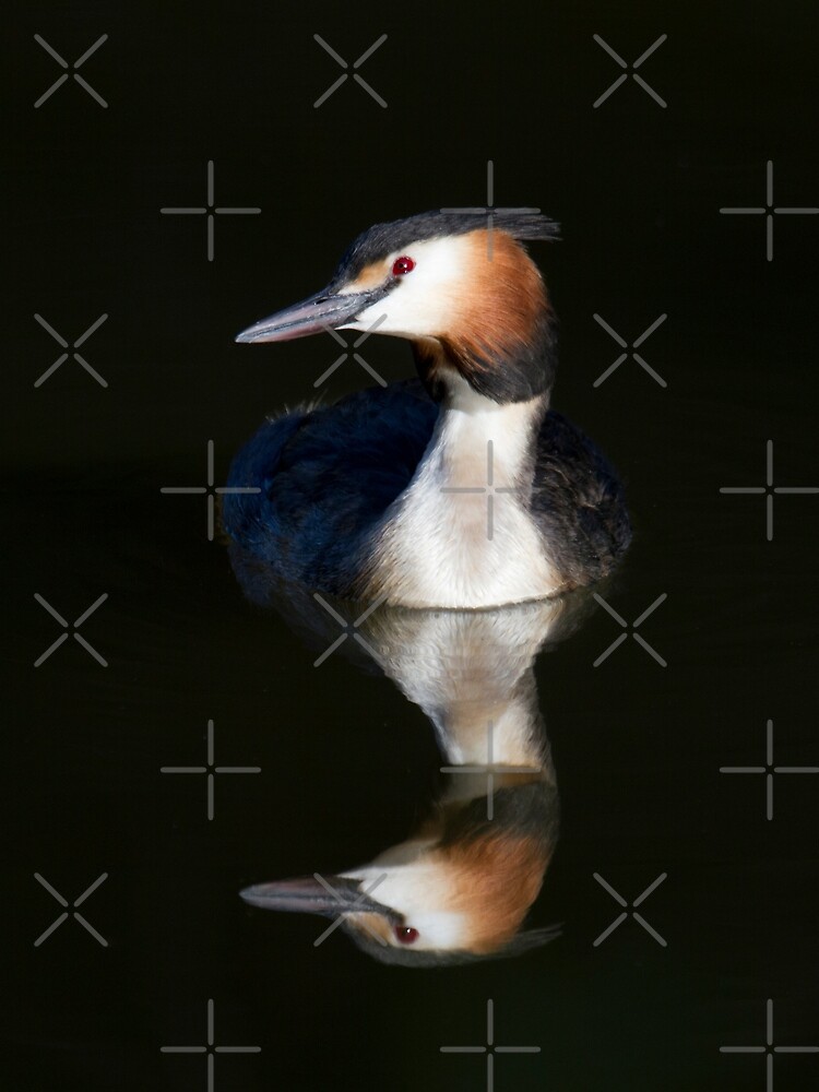 Thumbnail 2 of 2, Greeting Card, Great Crested Grebe designed and sold by RichardG-W.