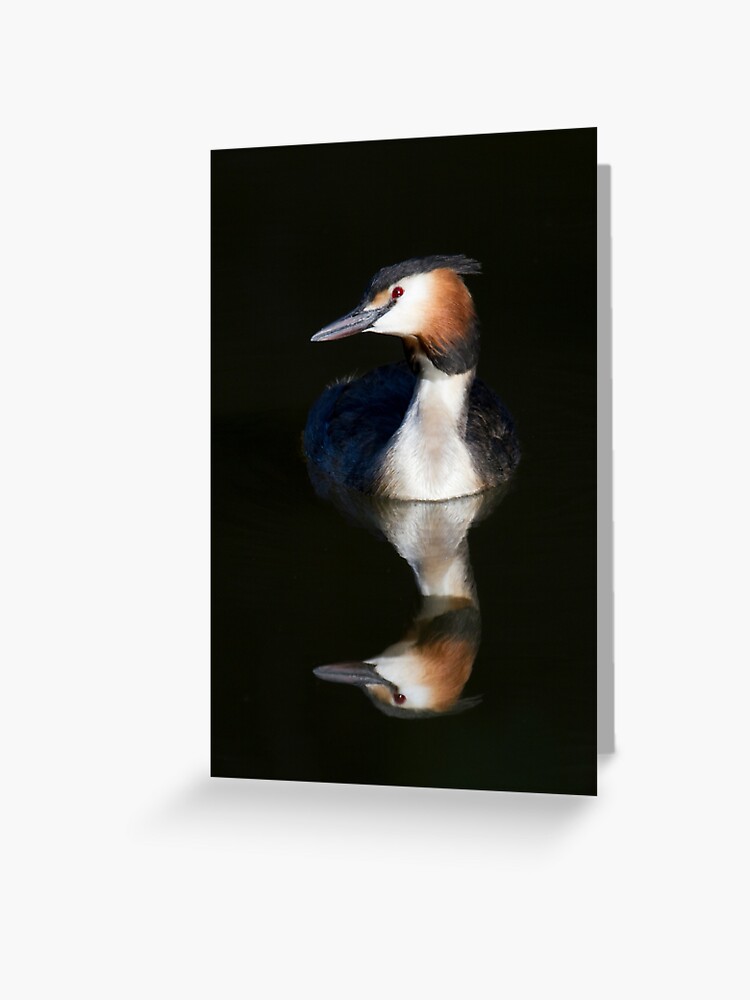 Thumbnail 1 of 2, Greeting Card, Great Crested Grebe designed and sold by RichardG-W.