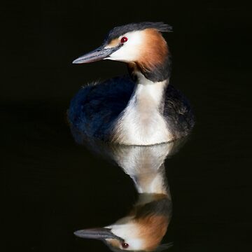 Artwork thumbnail, Great Crested Grebe by Richard Garvey-Williams