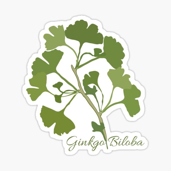Branch of Ginkgo biloba Sticker