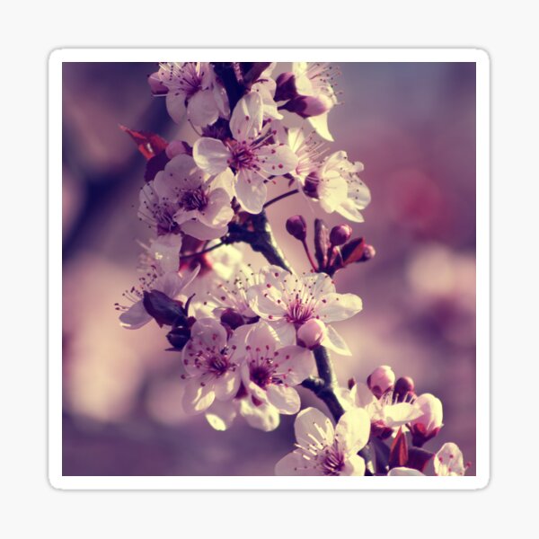 020 - Blossom Sticker