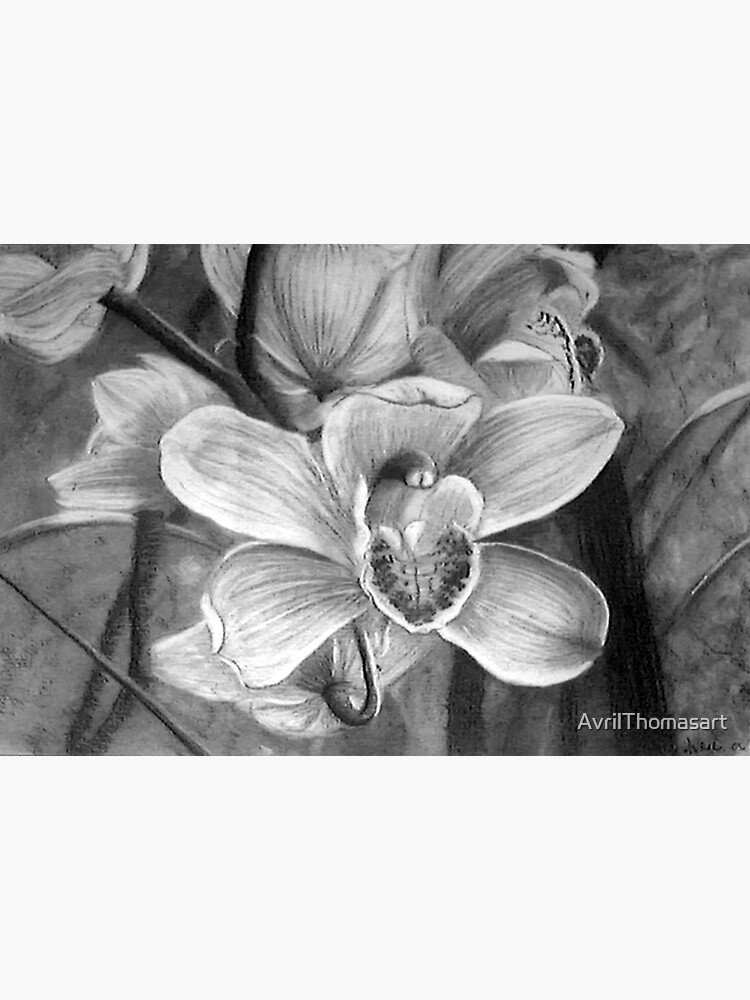 Thumbnail 3 of 3, Sticker, Orchids - Charcoal Drawing by Adelaide Artist Avril Thomas designed and sold by AvrilThomasart.