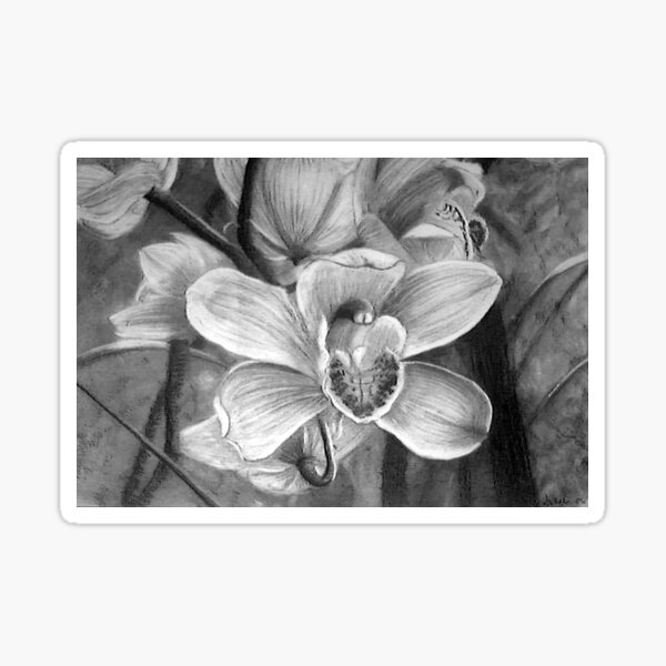 Orchids - Charcoal Drawing by Adelaide Artist Avril Thomas Sticker