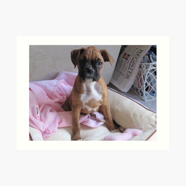 Poppy the Puppy Art Print