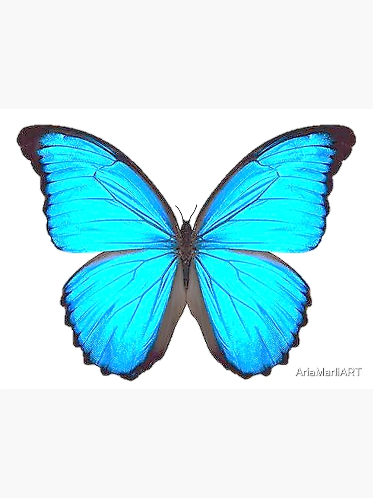 PAPILLON POP UP Carte, Papillon 3D Carte , Bleu Morpho Papillon