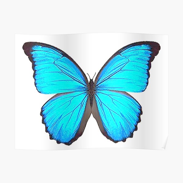 "Blue Morpho Butterfly Art " Poster for Sale by AriaMarliART Redbubble
