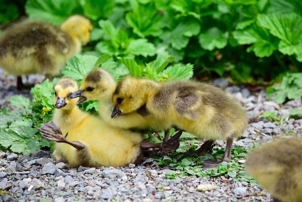 "Oopsy Daisy!" by lindzm Redbubble