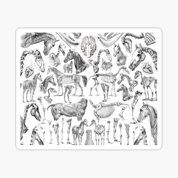 Item preview, Horse Anatomy (black on white) designed and sold by adamcampen.