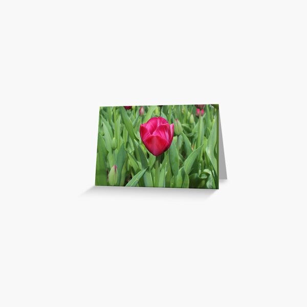 Red Tulip Greeting Card