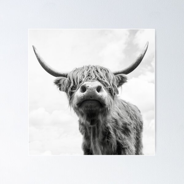 Vista previa del artículo con la obra «Highland Cow en blanco y negro», diseñado y vendido por Alex Sharp.