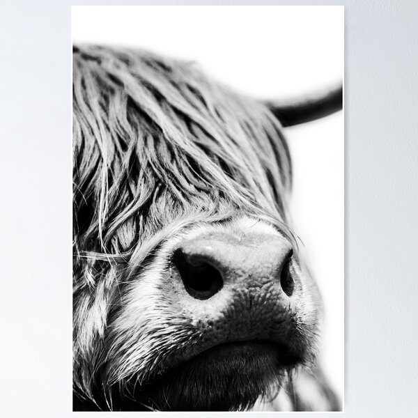 Item preview, Highland Cow close up in black and white designed and sold by Alex Sharp.