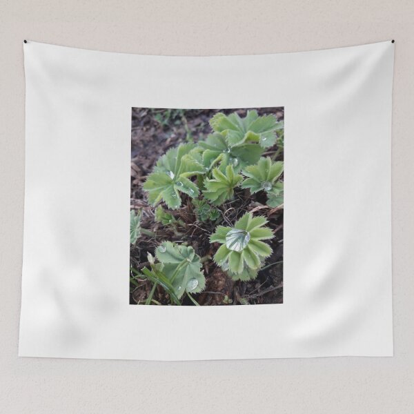 Item preview, Lady's Mantle designed and sold by JayAceAro.