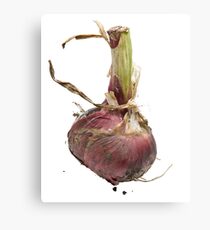 Red Onion Canvas Print