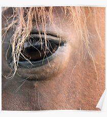 Encounter of the equine kind Poster