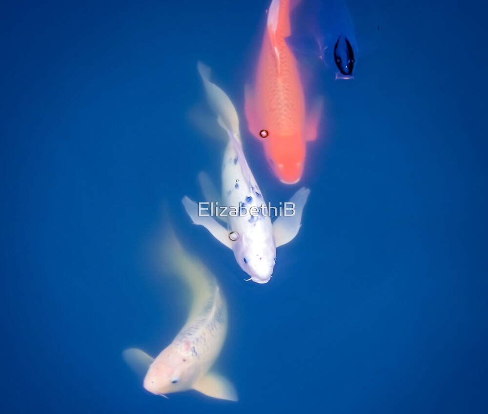 blue koi fish blue koi fish