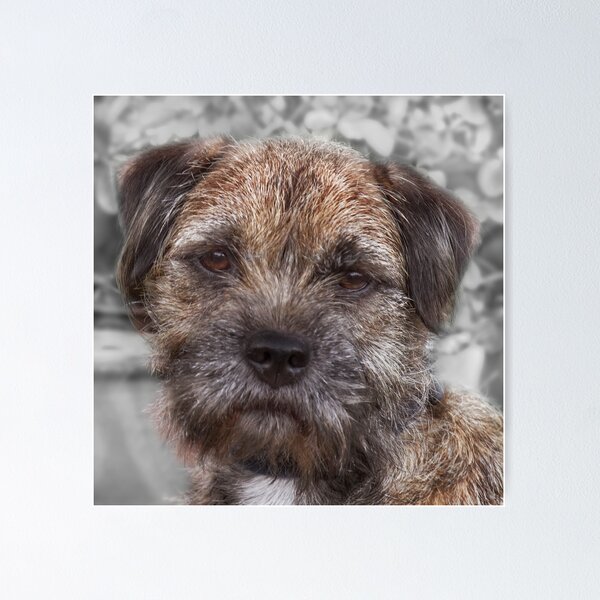 "BLUE" - Border Terrier Poster