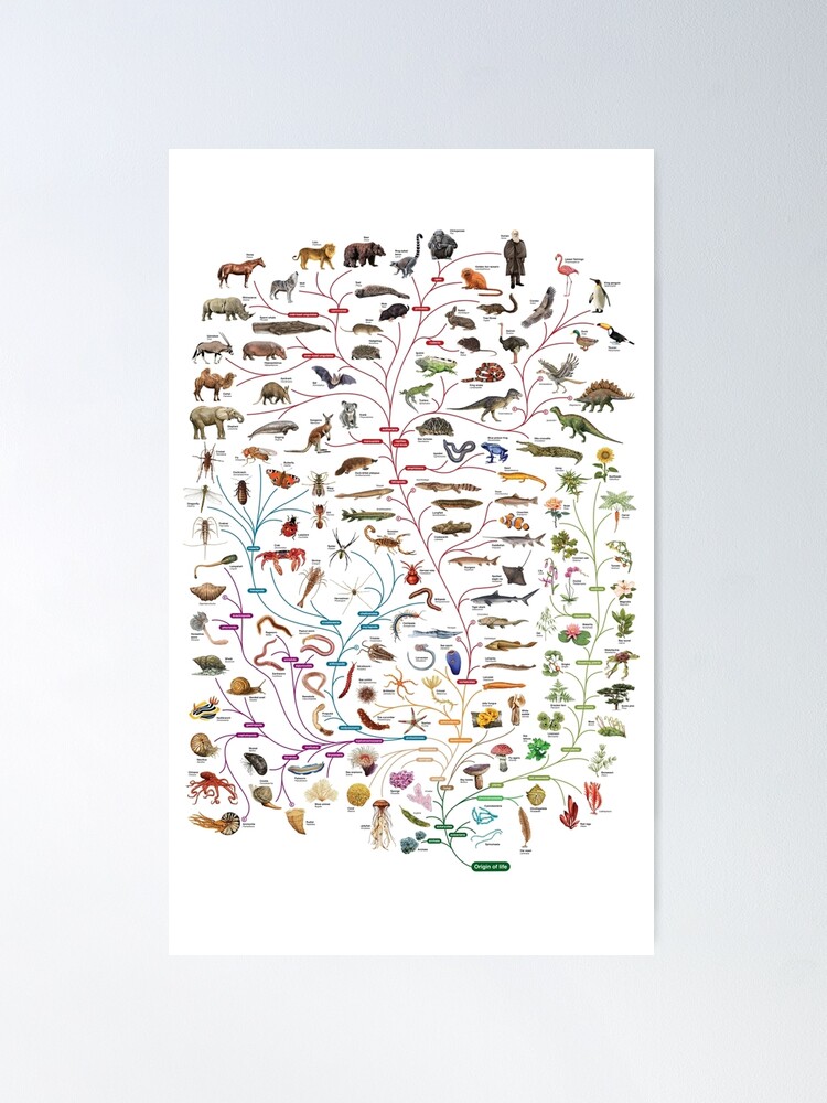 Alternate view of Darwinian Evolution Tree of Life Poster