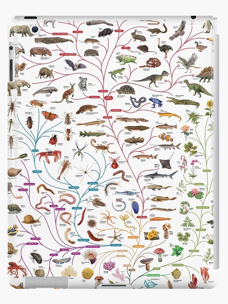 Funda y vinilo para iPad «Evolución darwiniana Árbol de la vida» de  ThisOnAShirt | Redbubble