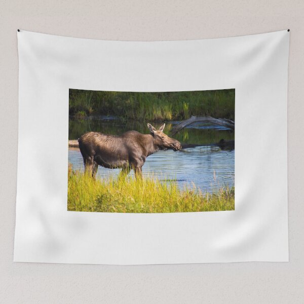 Item preview, Moose Sighting Greenville, Maine.  designed and sold by TKPhotos.