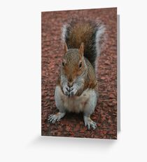 Squirrel At Royal Botanic Gardens, Edinburgh Greeting Card