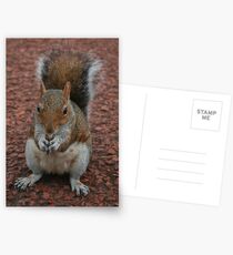 Squirrel At Royal Botanic Gardens, Edinburgh Postcards