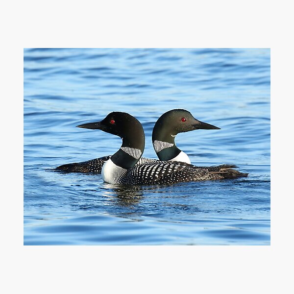 Vintage Northern Reflections Classic Loon Loons on Lake Red