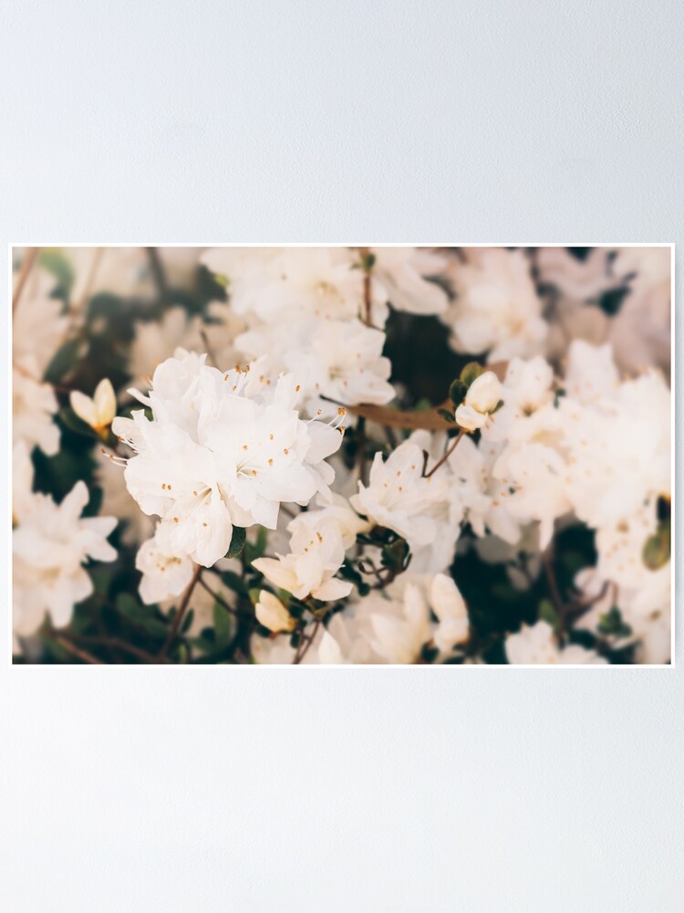 Póster «Mini azaleas blancas #floral» de andreaanderegg | Redbubble