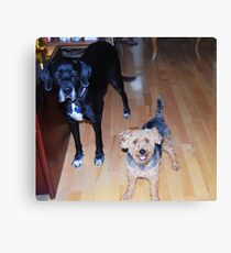 I would like to introduce my New Girl Friend!! Canvas Print
