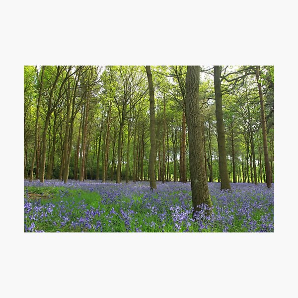 Item preview, The perfect spread of bluebells designed and sold by miradorpictures.